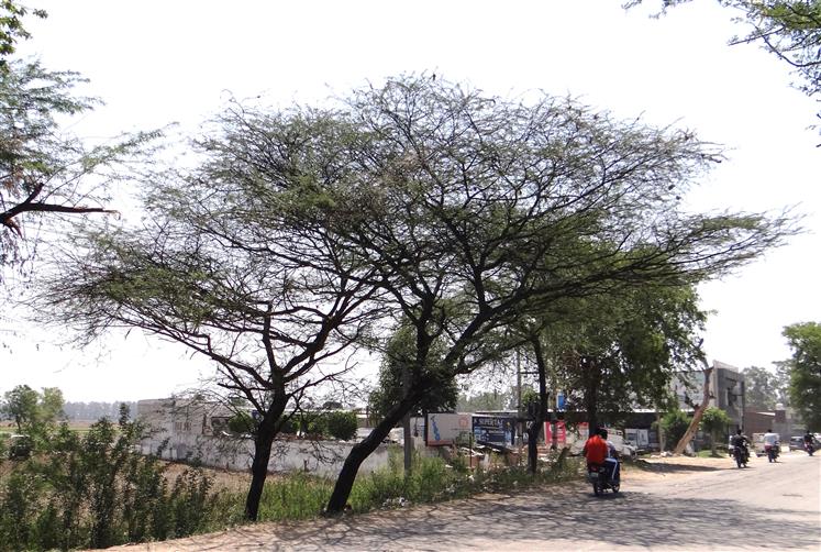 Vachellia tortilis